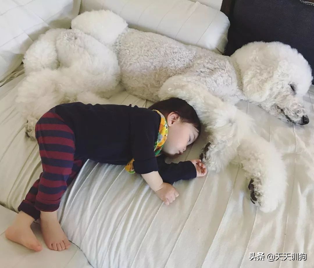 谁说怀孕要送走狗狗？如今狗狗成了孩子专属保镖啦