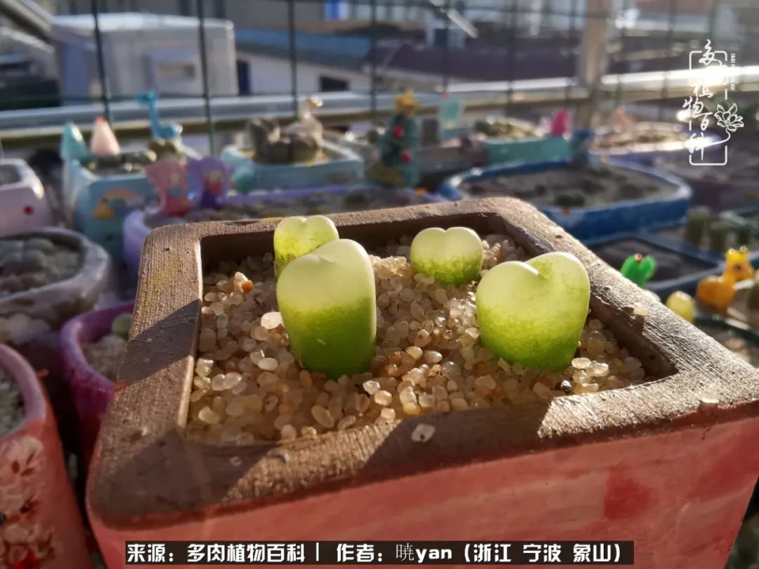 多肉初级入坑者,入坑多肉