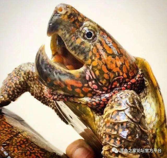 鹰嘴龟国鹰,花鸟市场鹰嘴龟
