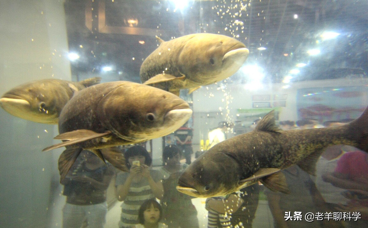 渔民一网捞起价值200万鱼群 (渔民捞到一网鱼价值400万)