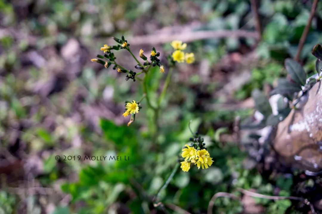 康泰时f2镜头评测,康泰时contaxg21f2.8镜头