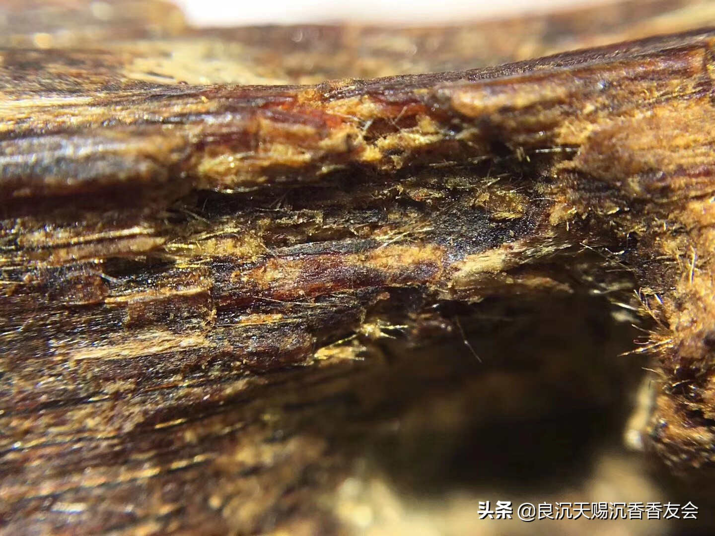 越南最好的沉香是什么,越南最好的沉香叫什么