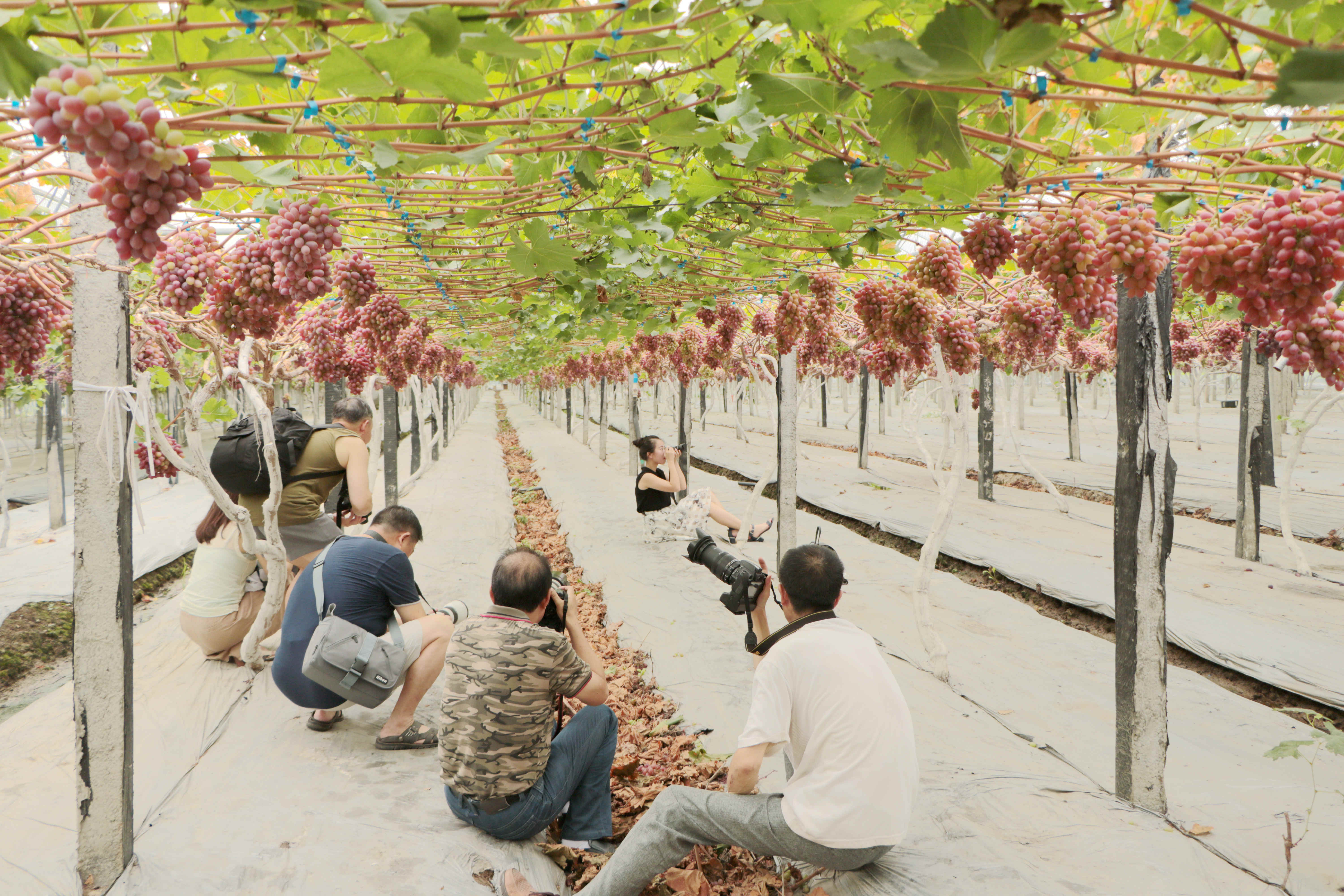 萄益彭山,乐活百年