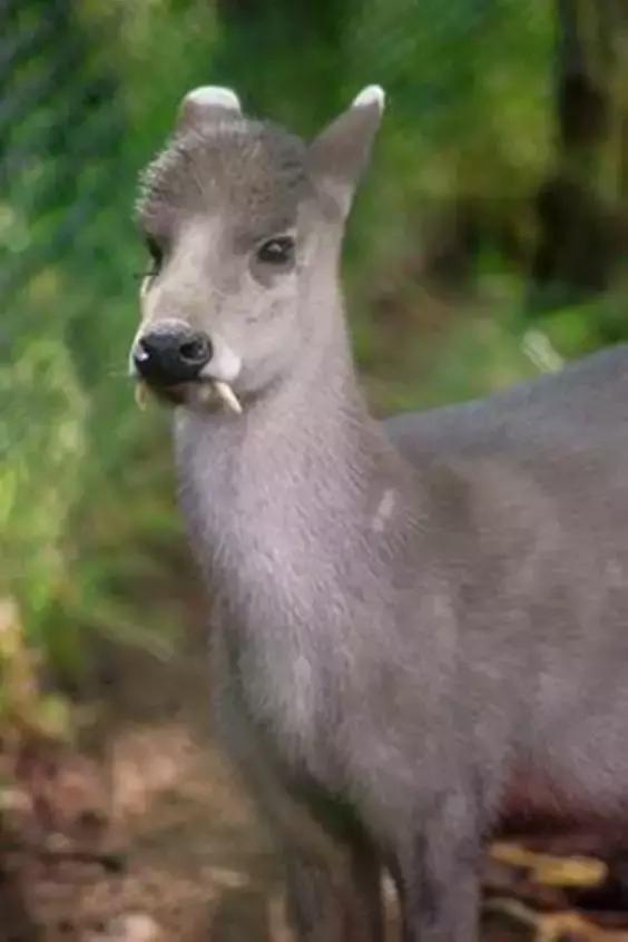 致命的60种动物,60种没见过的动物