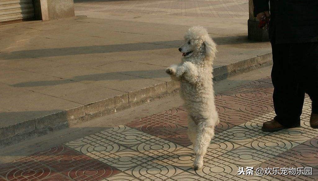 泰迪犬走路不直视主人怎么回事,怎样看待泰迪直立行走