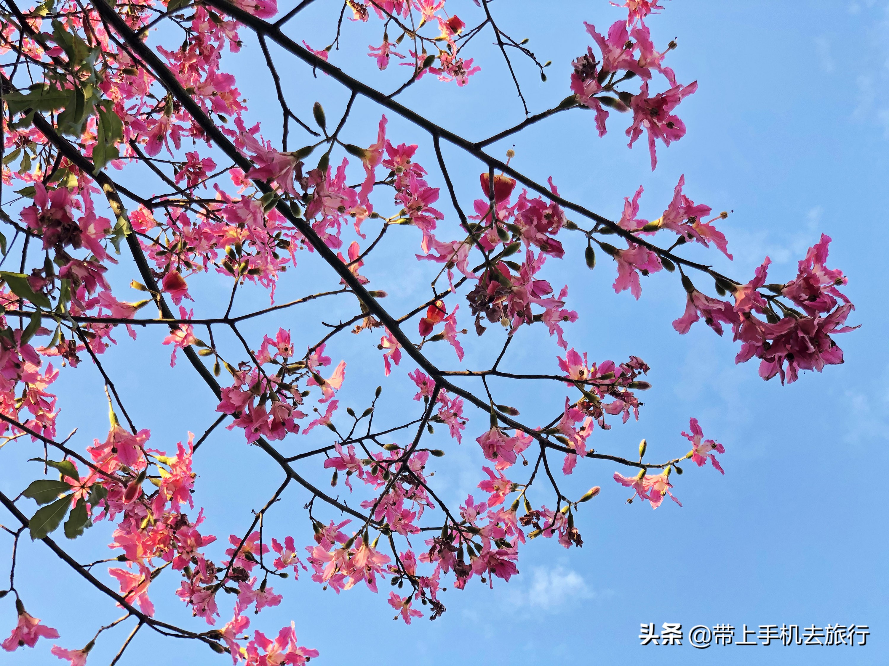 上热门小技巧手机摄影,手机摄影教程热门作品集