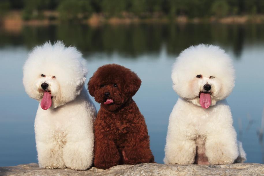 比熊知识大盘点,怎么知道比熊犬要大小便呢