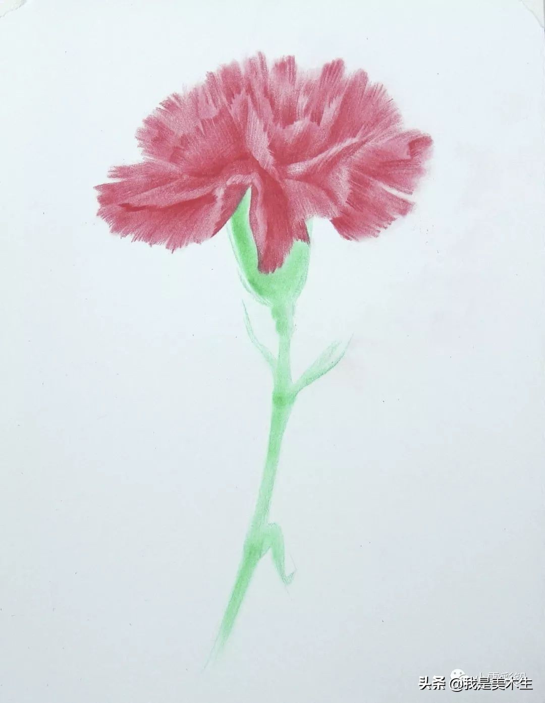 怎么画一束美丽的彩铅康乃馨,怎么用彩铅给纸做康乃馨上色