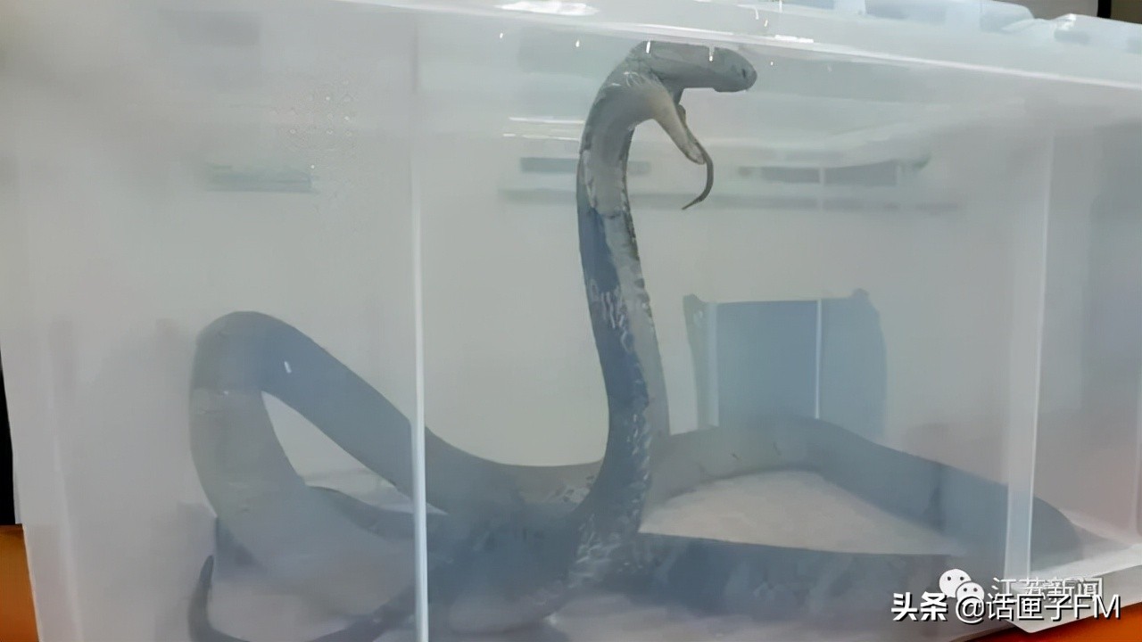 4米长，手臂粗！海关截获眼镜王蛇，现场还在不断喷射毒液