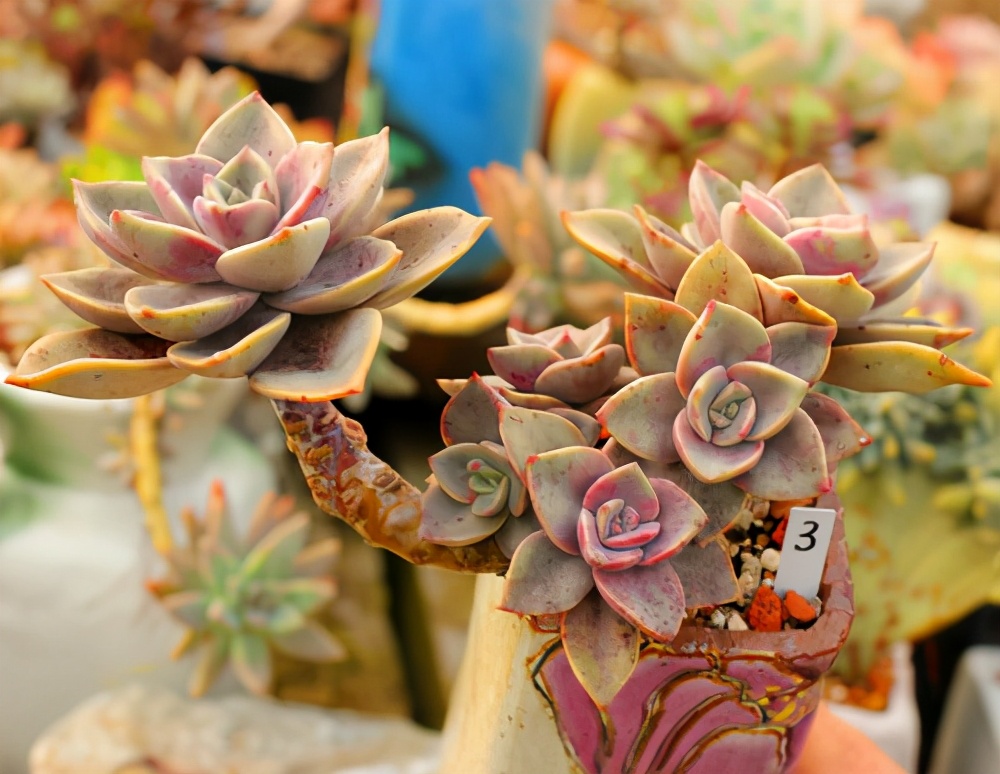 多肉容易养成老桩都有哪些品种,多肉老桩欣赏最新