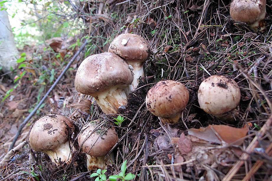 一文读懂世界各国税收,全球最好的松茸是哪里的