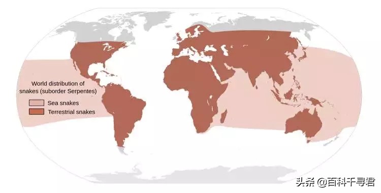 有哪些非常非常可怕的蛇类,人们最害怕的是大型蛇类