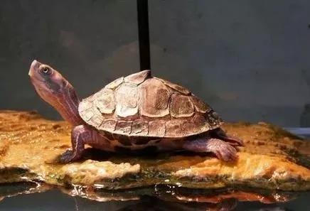 关于新手养龟需要注意的几个问题,怎么养龟才让它认主人