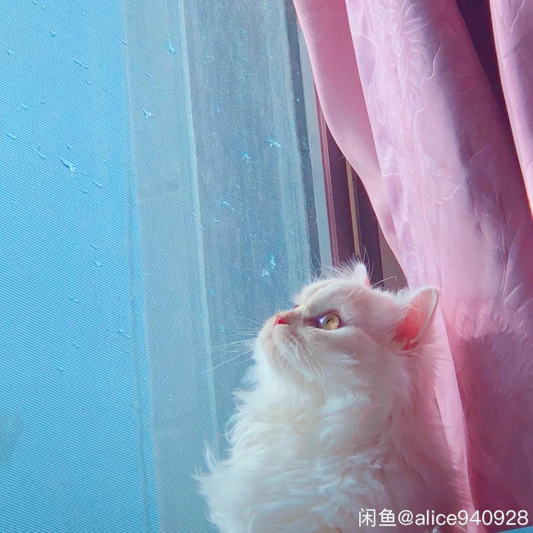 后浪闲鱼电商,后浪现在的直播