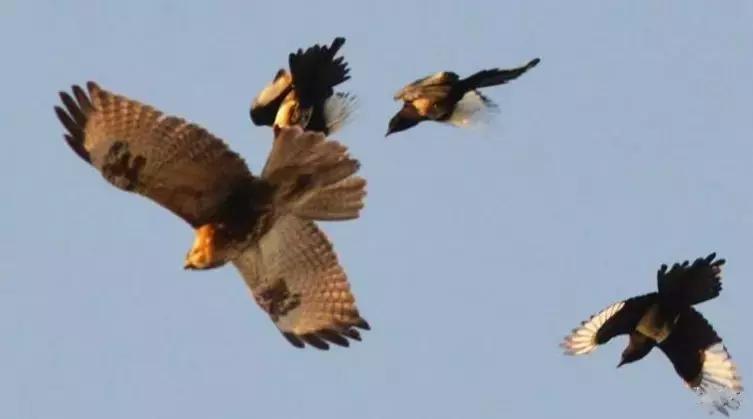 50条让你震惊的冷知识,这十个冷知识确实涨见识