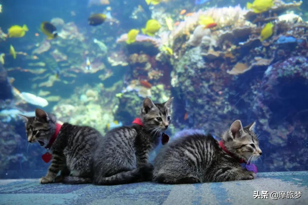 动物园发生了让人哭笑不得的事情,最孤独的动物园现状有很多游客吗