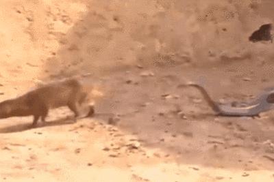 平头哥和蛇獴为什么不怕蛇毒,蛇獴vs平头哥吃蛇哪个厉害