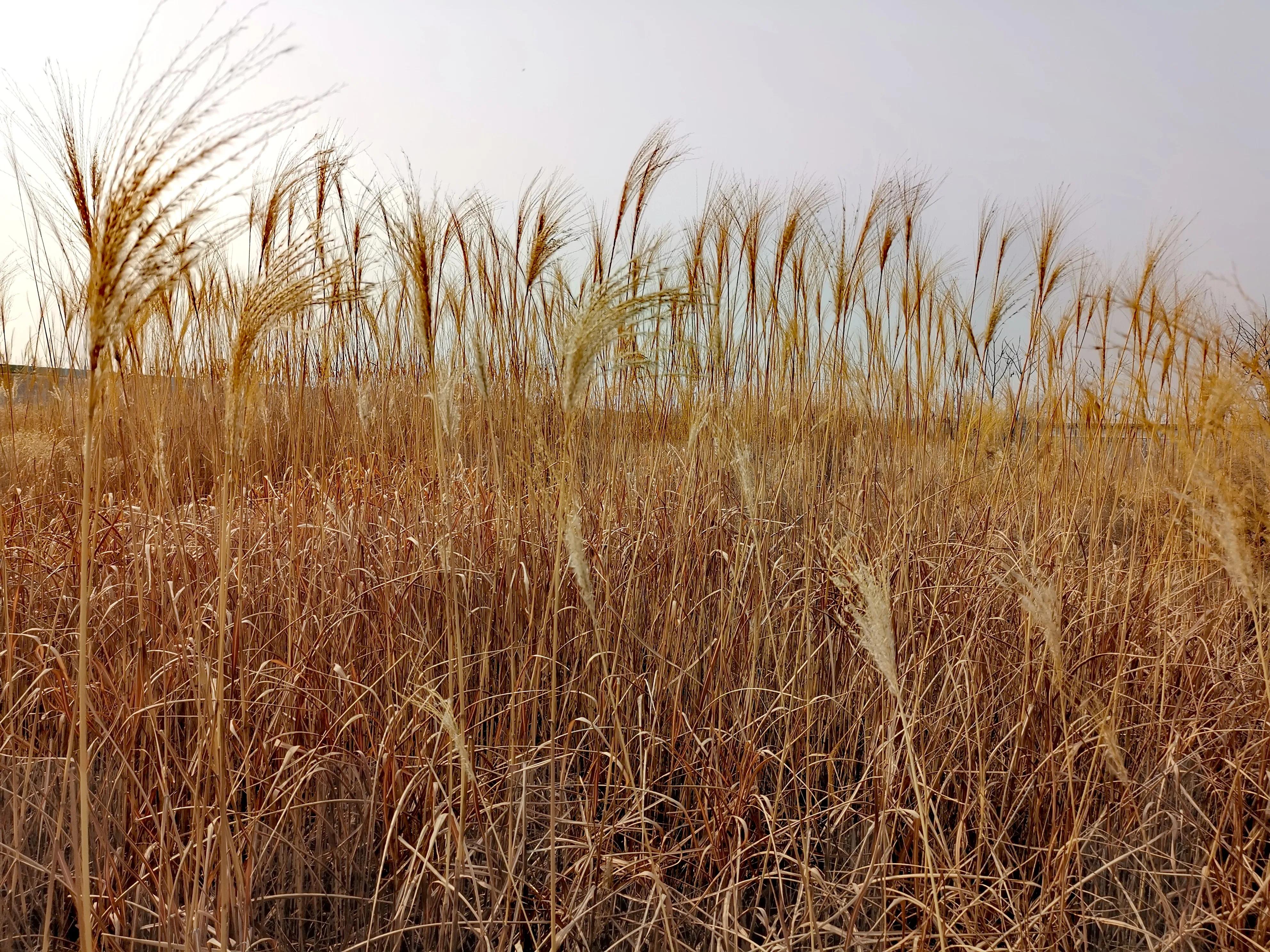大年初一逛栎阳湖湿地公园，柳色遥看近吐绿，春归石川河！