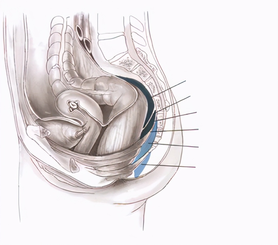 结肠、直肠和肛门的外科解剖——筋膜附着