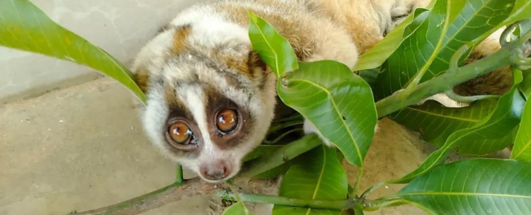 云南有野生蜂猴,云南德宏一级保护动物蜂猴