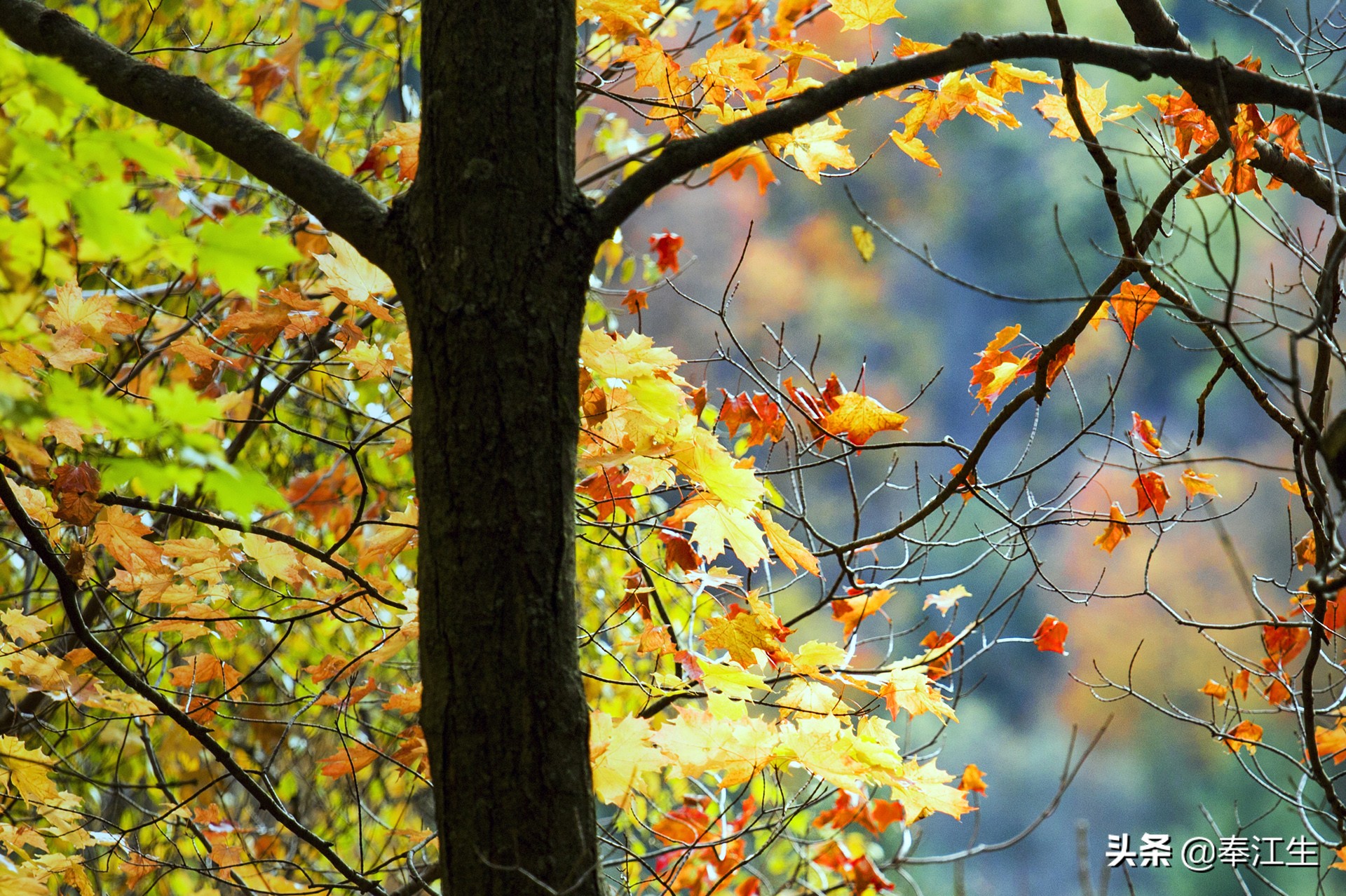 传闻加拿大福利好，我在多伦多感冒了才知道，有什么千万别有病
