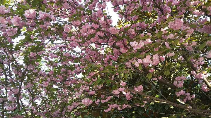 樱花芬兰芳四溢，倩倩咏咏那抹红