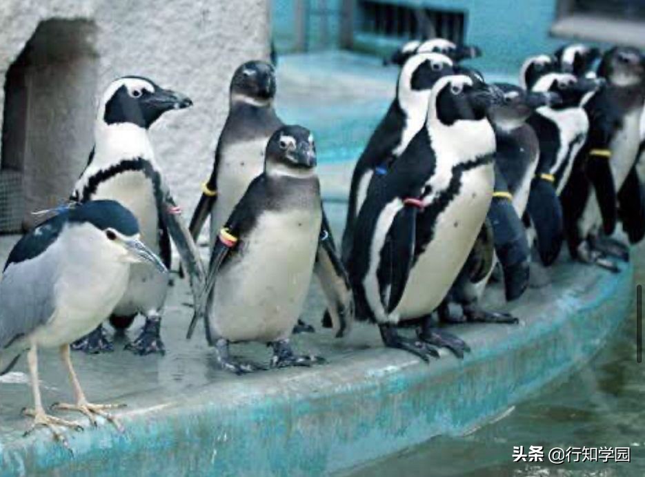 夜鹭吃鸭子,夜鹭混进企鹅