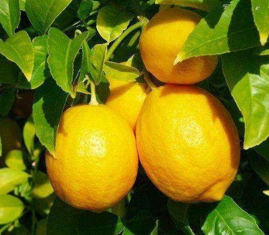 适合懒人养的旺财室内花,家里养这几款花卉太好养