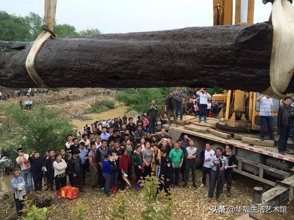 天价金丝楠木的价值,天价金丝楠木放12年