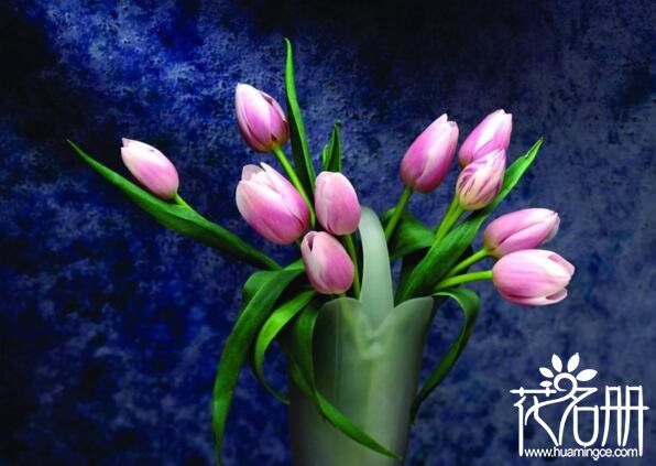 适合送给老师的花有哪些7种最适合送给老师的花,灯笼花代表感恩