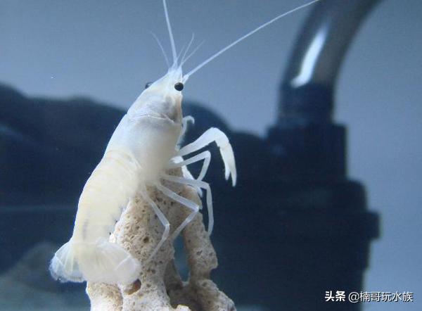 最常见的观赏虾以及饲养知识,观赏虾的饲养与繁殖方法