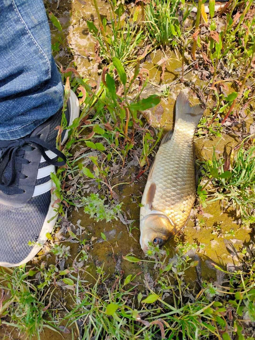 钓鱼王神饵,钓鱼王官方