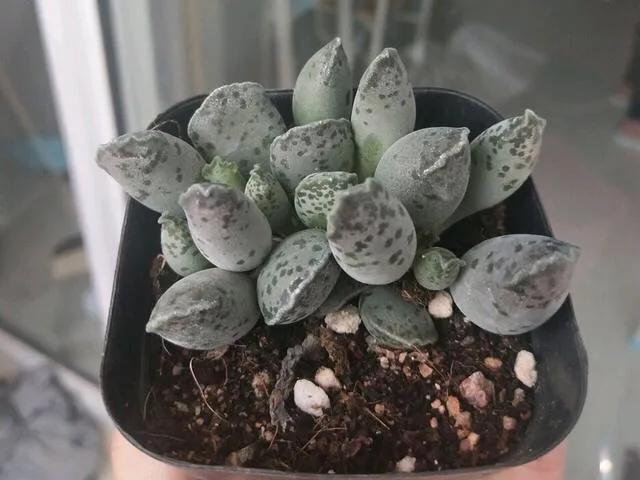 养了8年的多肉海豹,曾经的小海豹