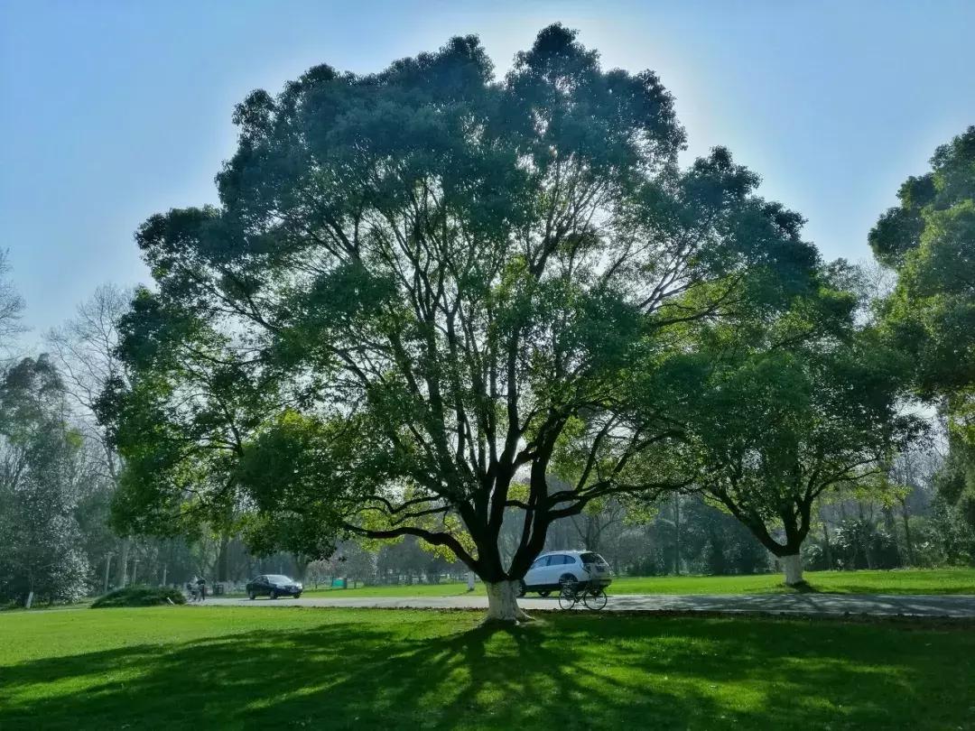 灵谷寺萤火虫7月,灵谷寺萤火虫目前还有吗