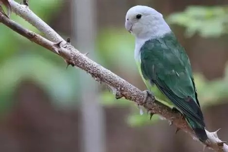 面类牡丹鹦鹉品种介绍及图片,牡丹鹦鹉品种介绍及图片和名字