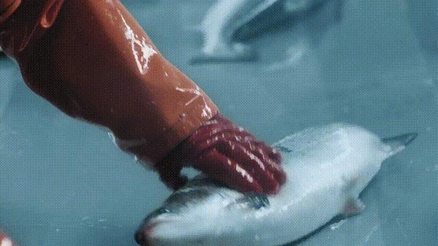 网箱养鱼死了,网箱养鱼生财之路