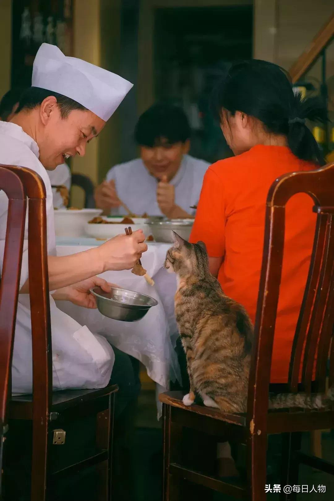 猫咪也有无可奈何的时候,猫咪为什么会给人安慰