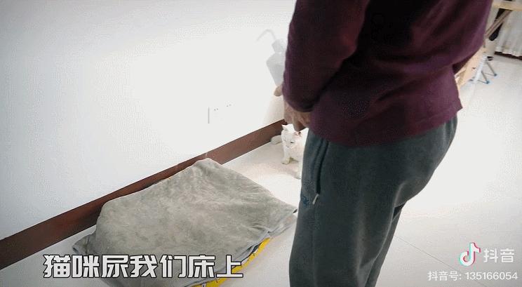 抖音特别能尿床的猫,猫咪尿床发抖音
