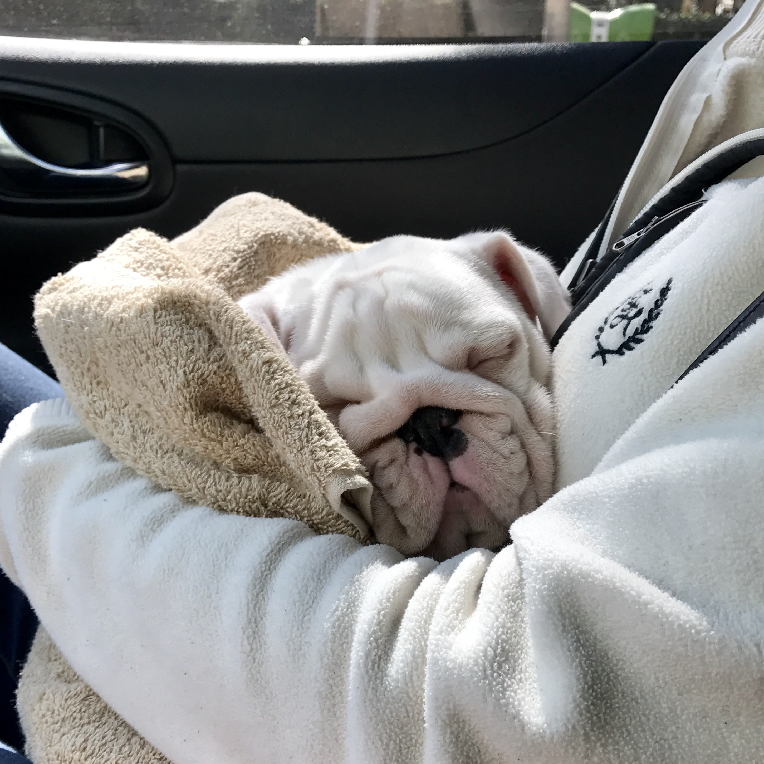 英牛怀孕成功率,英牛孕期多少天