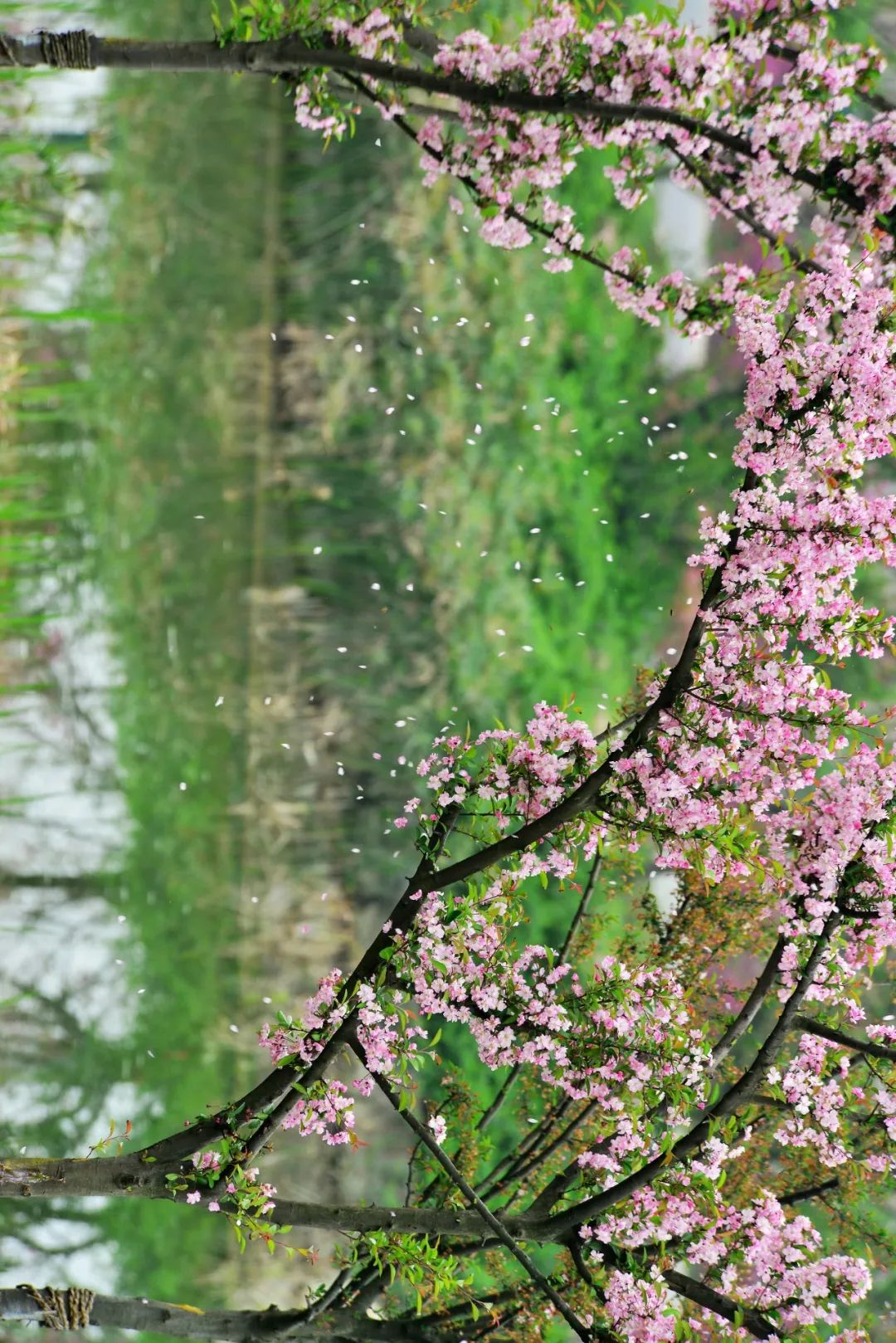 青白江不修地铁是真的吗,青白江不通地铁是地理原因吗