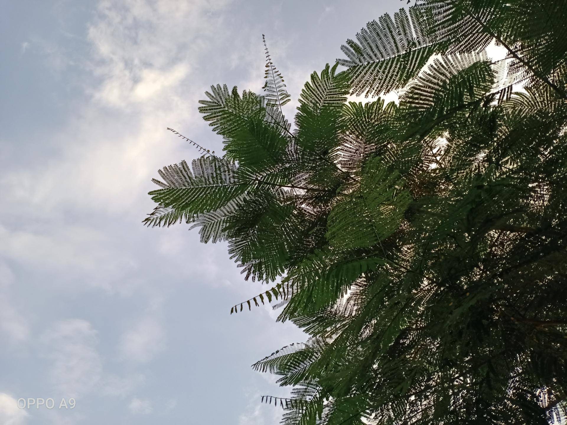 oppo低端机拍视频,oppo中端机影像