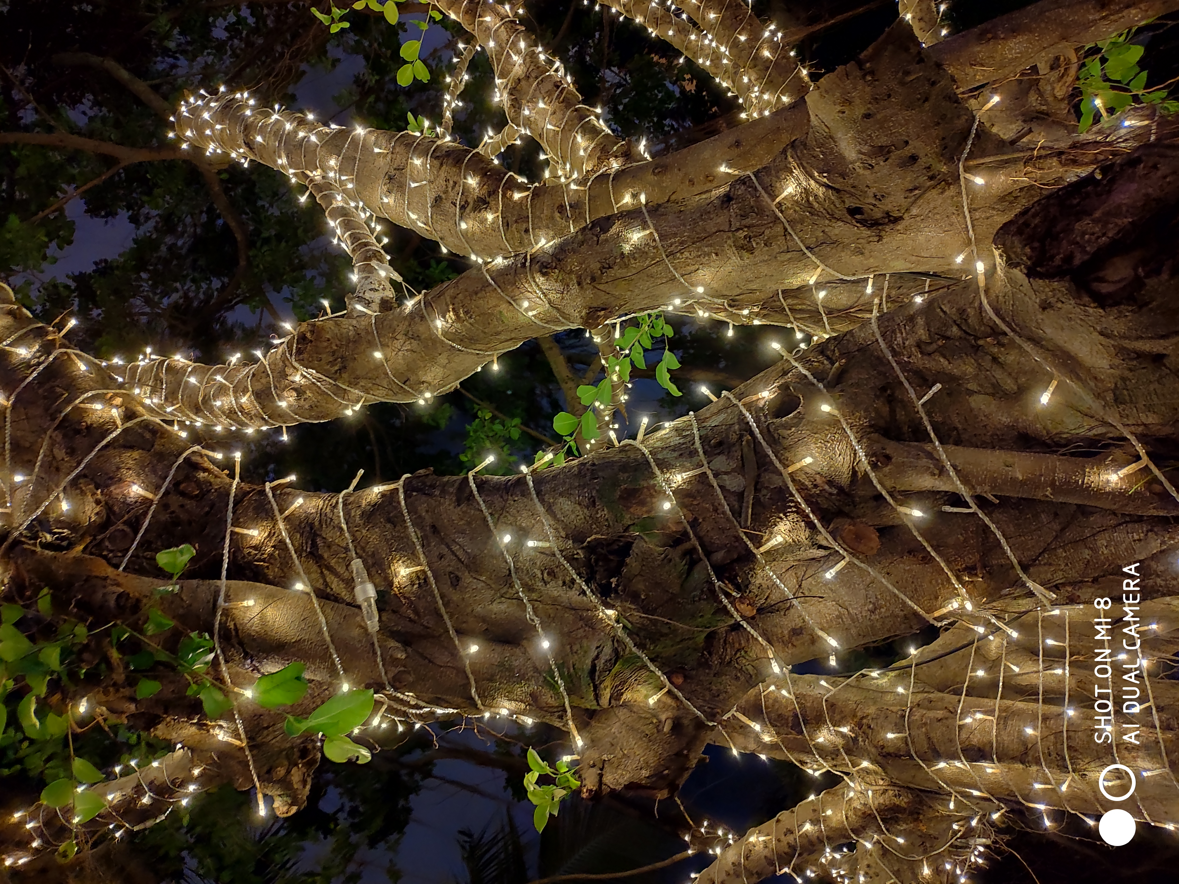 小米8的拍照怎么样？夜拍海口万绿园毫无压力