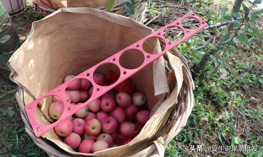 做果蔬批发要注意什么,果蔬批发好做还是零售好做