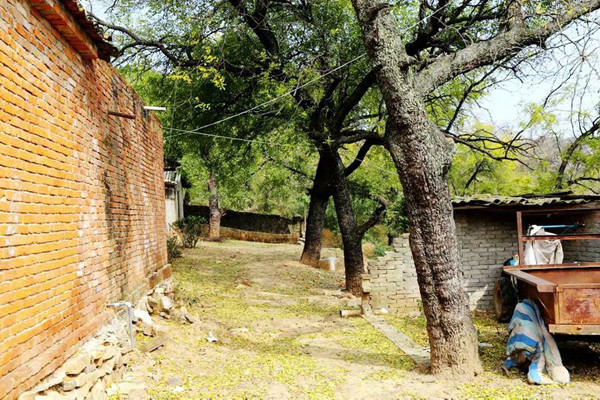 古枣林，古村落……湖北随县华宝村“红玉”飘香，值得你来看