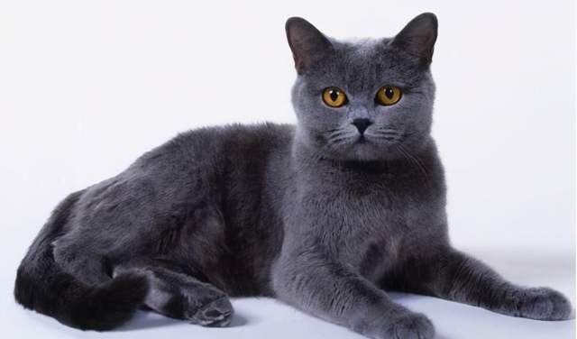 纯种英短金渐层的品相怎么看,品相不好的英短生出来怎么样