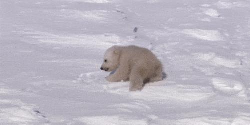 为什么北极没有企鹅阅读答案,为什么没人把企鹅带北极养