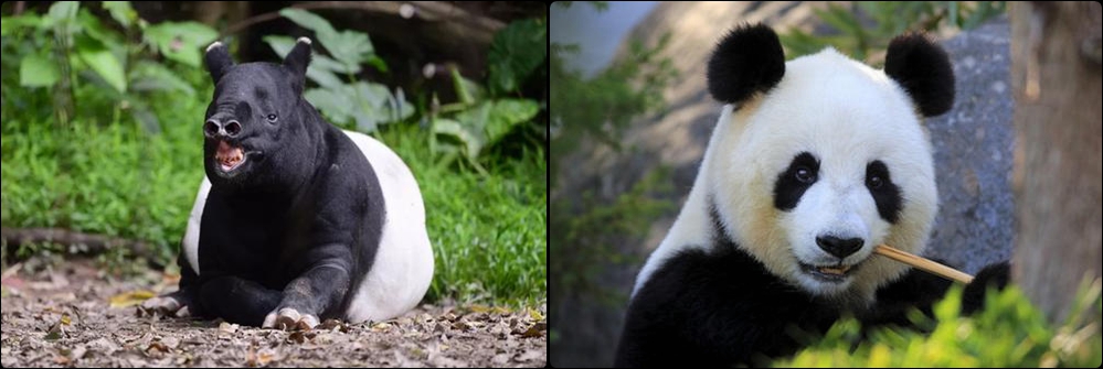 蚩尤骑熊猫战败图,当年蚩尤真的是骑着熊猫打仗的吗