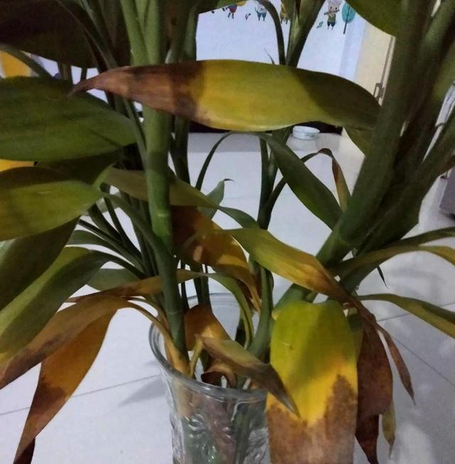 富贵竹怎么才不被冻死,怎样防止富贵竹被冻死