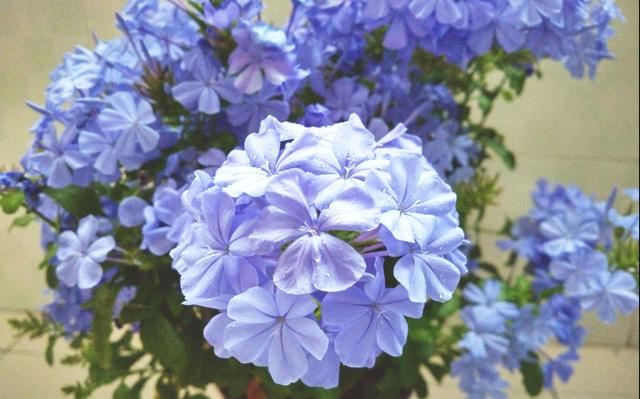 马上就是蓝雪花的花期了，想要它开花多，这几个养护技巧你要知道