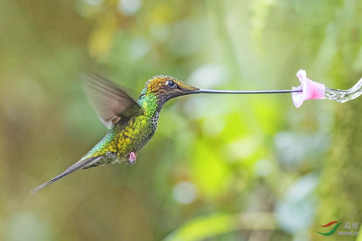 十年前，一对美国夫妻为了流浪狗买下1200亩的荒地，现在年入千万